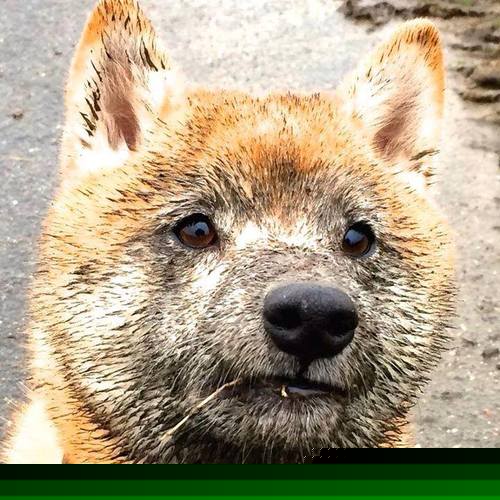 SPORTS-APP下载-_热血街头篮球：少年热情点燃夏日激情_，热血街篮球员推荐