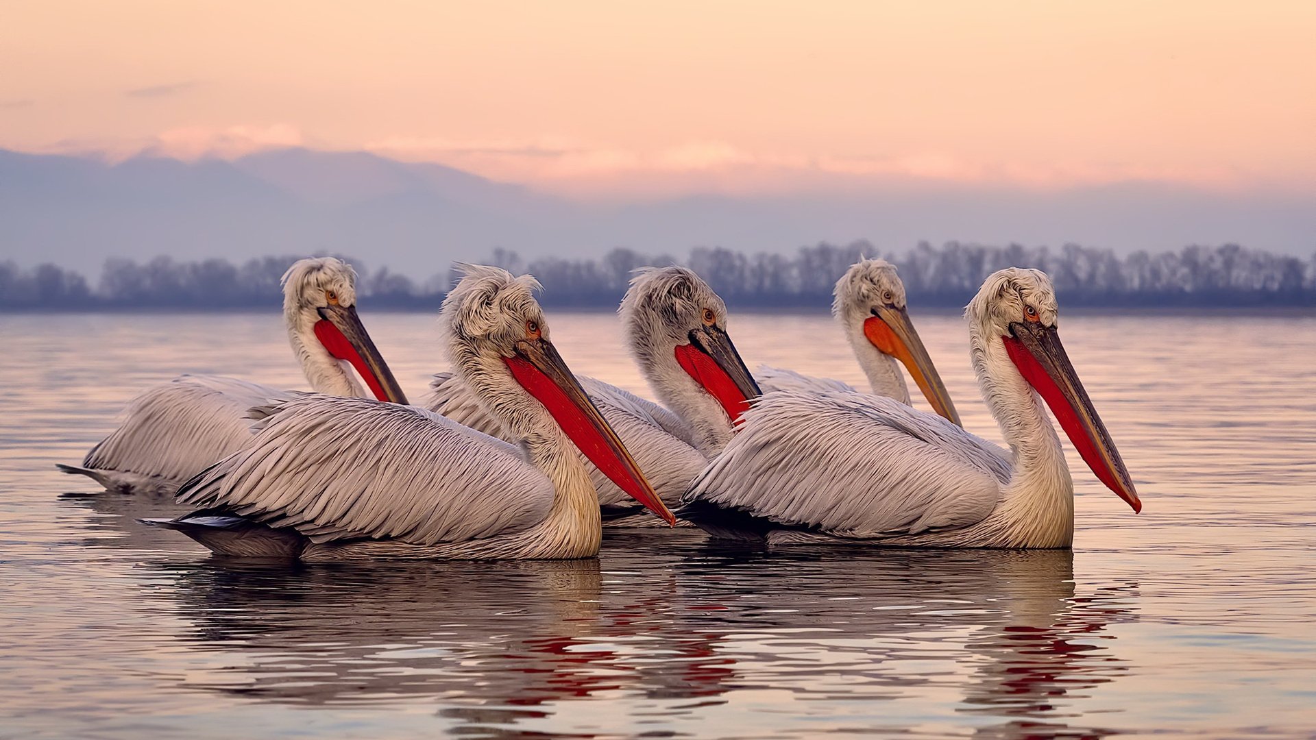 《王者荣耀世界冠军锦标赛,千军万马争夺荣誉》,王者荣耀 世界冠军杯赛程
