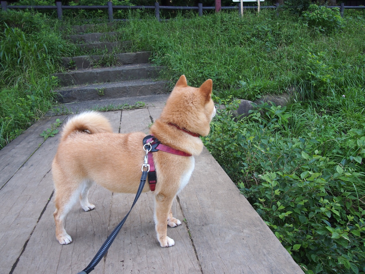 b体育网页版登录入口-【赛事精彩】奥沙利文：长时间比赛中的专注力奥秘，奥沙利文训练