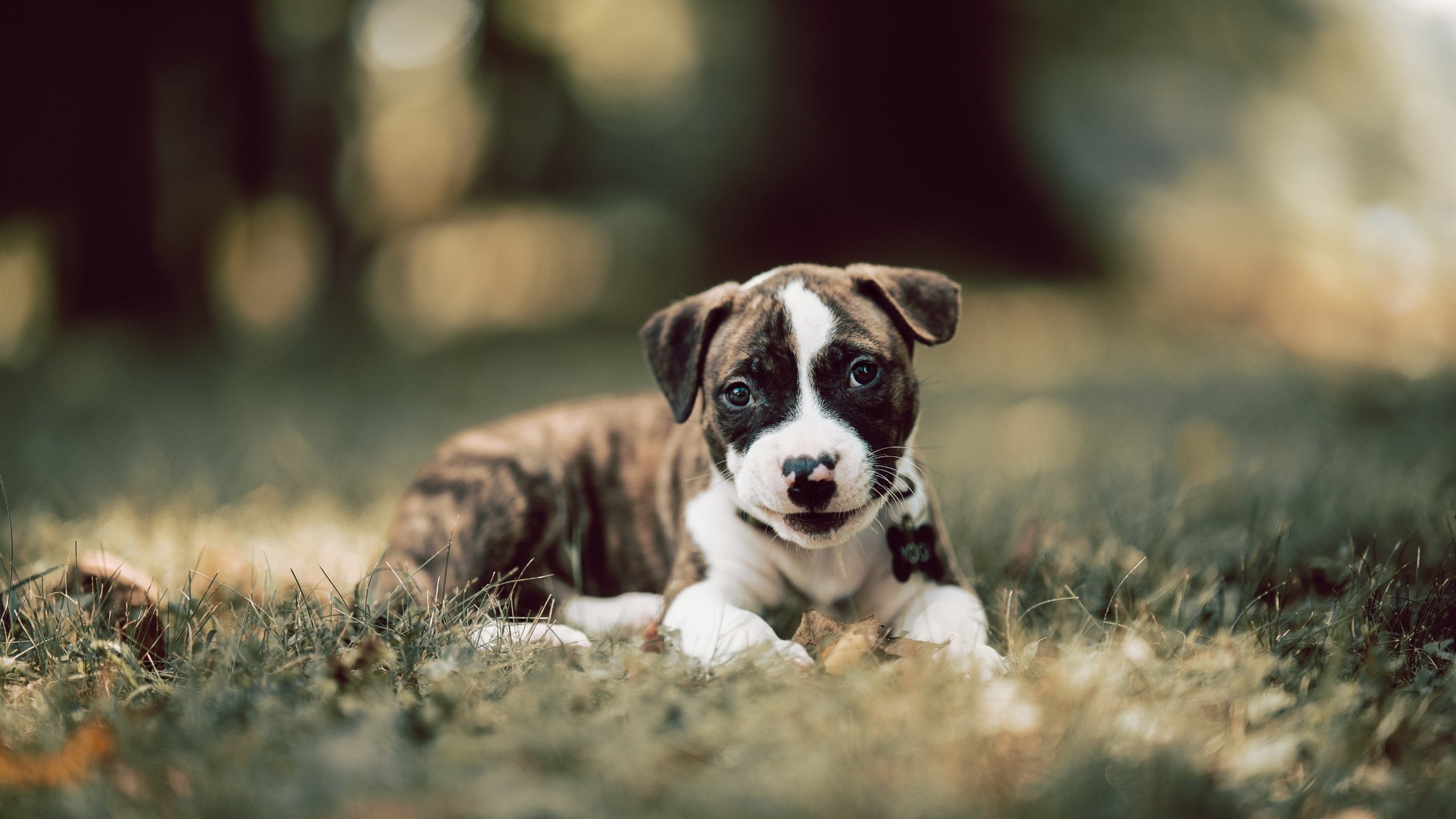 法甲亮点不断,精彩进球和精彩扑救令人目不转睛,法甲 经典比赛