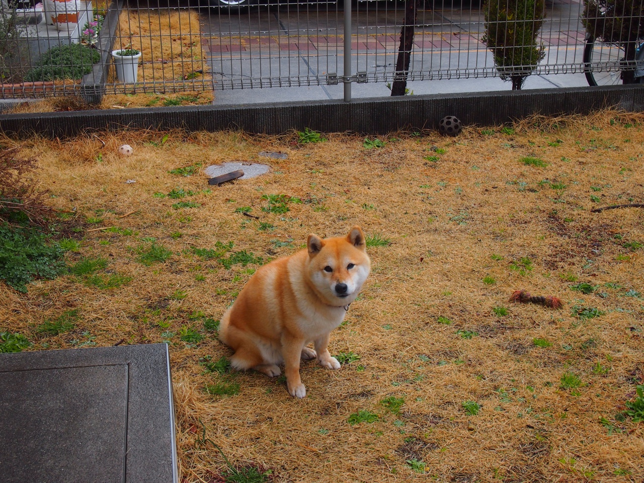 b体育app-北爱尔兰队喜获欧洲杯正赛席位，实力强劲勇敢前行，只有两名球员曾在欧洲杯上为北爱尔兰进球