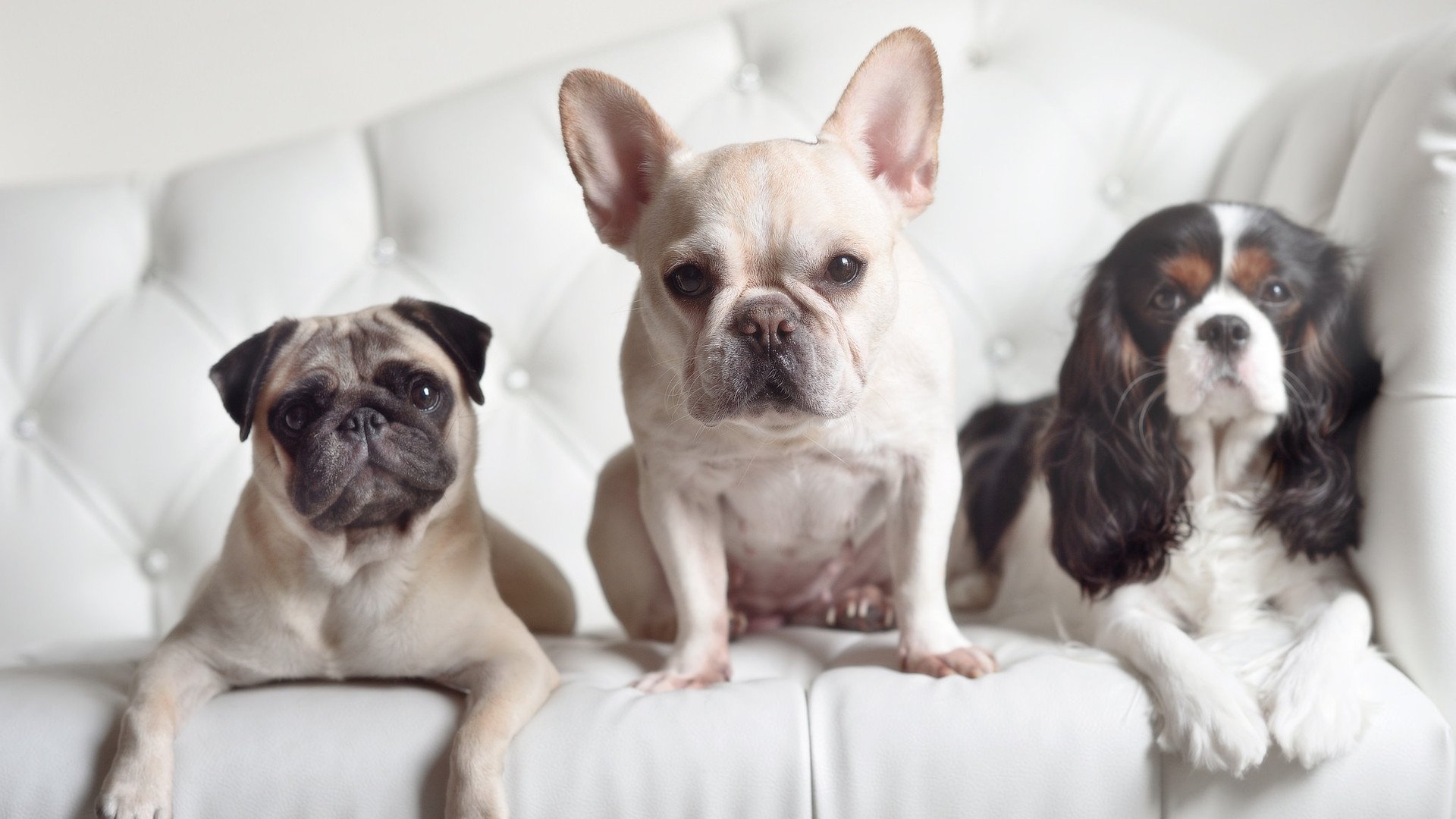 CBA联盟举办高水平裁判培训营提升执法质量,cba专业裁判