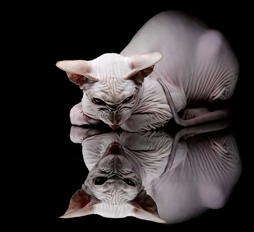 “举重选手挑战极限重量，高新体育中心赛场掀起运动高潮”