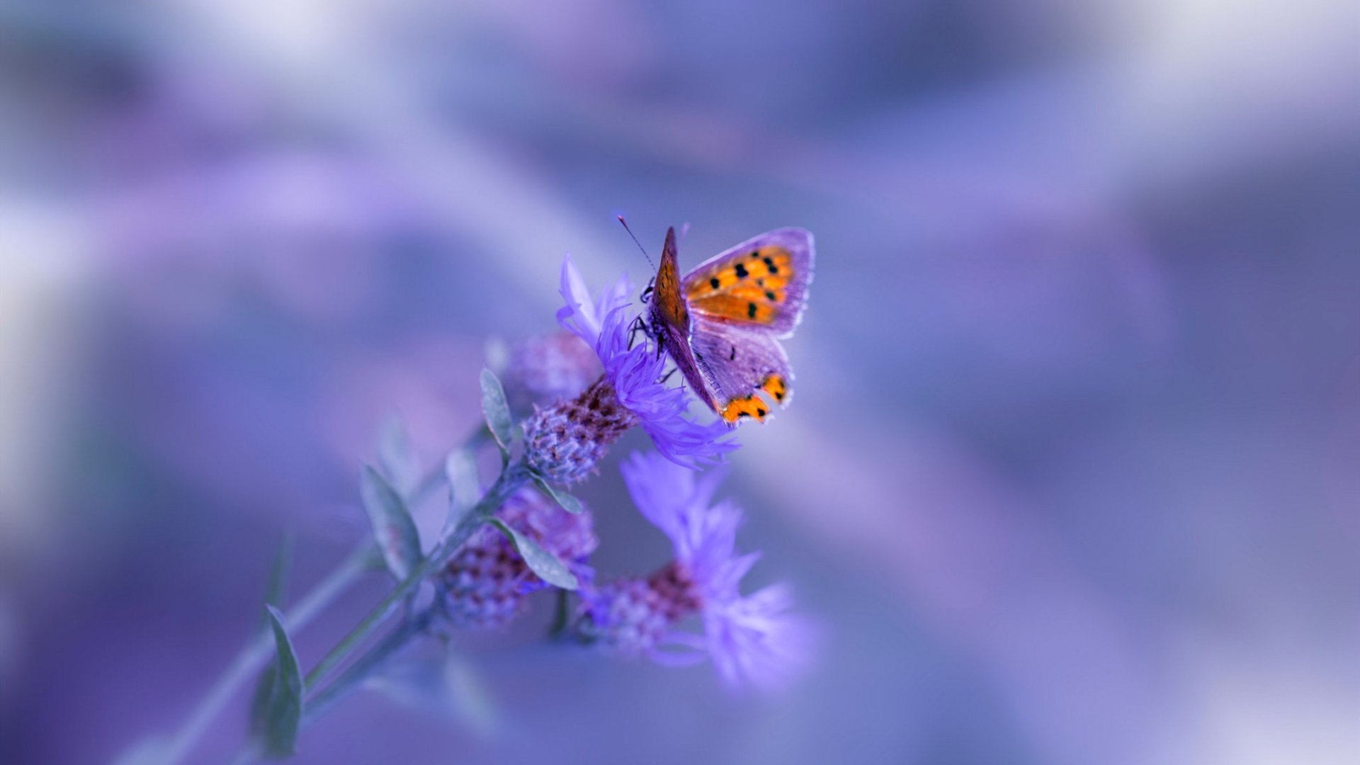 中国三人女篮攻防转换更流畅 战术执行力强,中国三人女篮什么意思