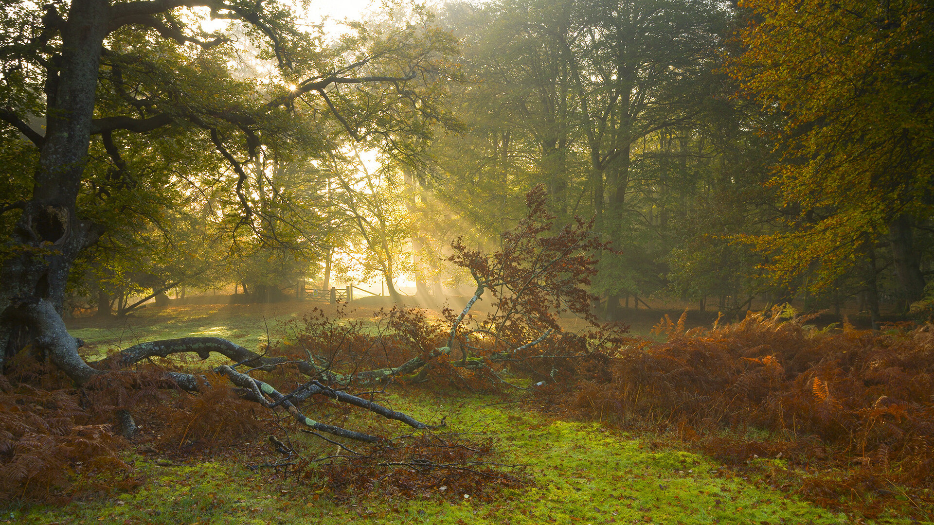 中国女篮新援融入迅速 球队战斗力增强，中国女篮阵容