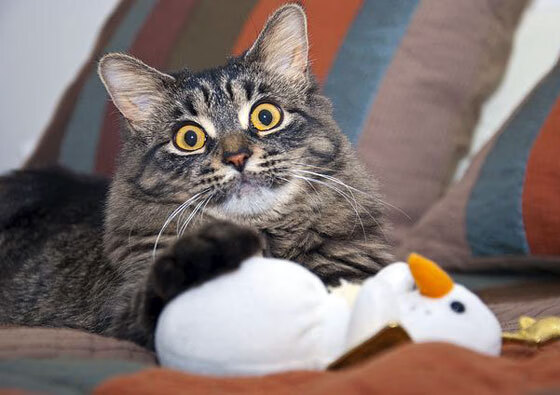 B体育(中国)官方网站-五大联赛是否通过左中右三线联动完成进攻闭环，五大联赛中游球队