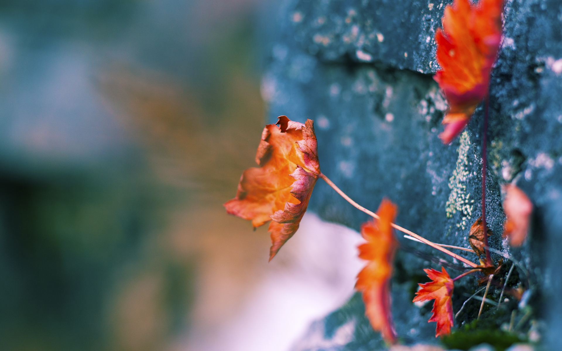 b体育入口-如何看待中超在亚冠联赛中的逆袭，中超亚冠参赛队