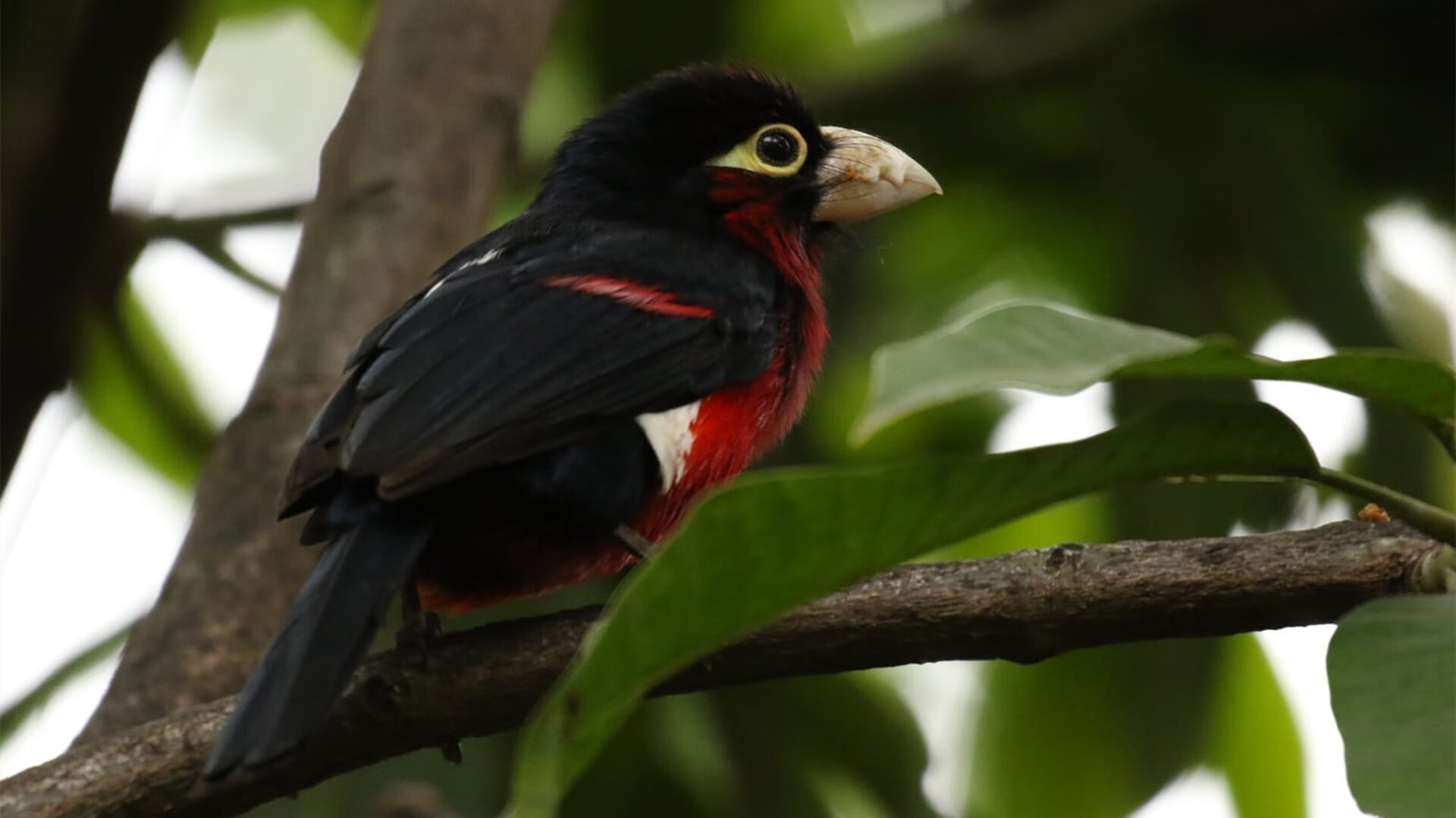 社交媒体关注年轻球员海外效力动态，海外球员过多