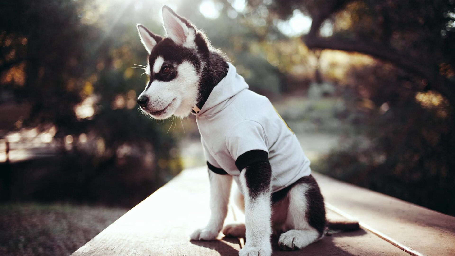 法甲顶级对抗:战术调整与攻城略地相辅相成,法甲阵营