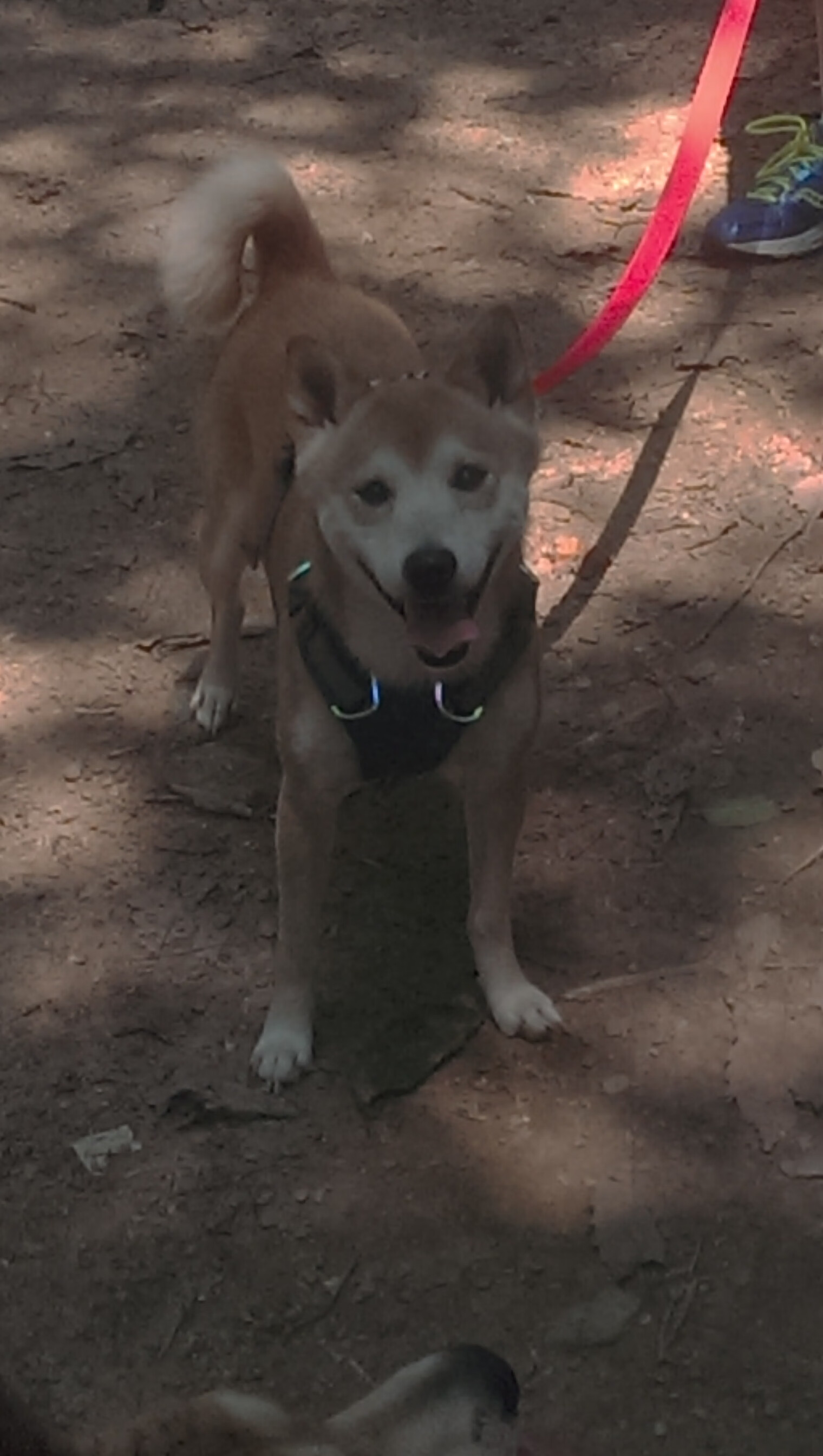 英超冲刺决战：最终冠军谁与争锋！，英超争冠形势